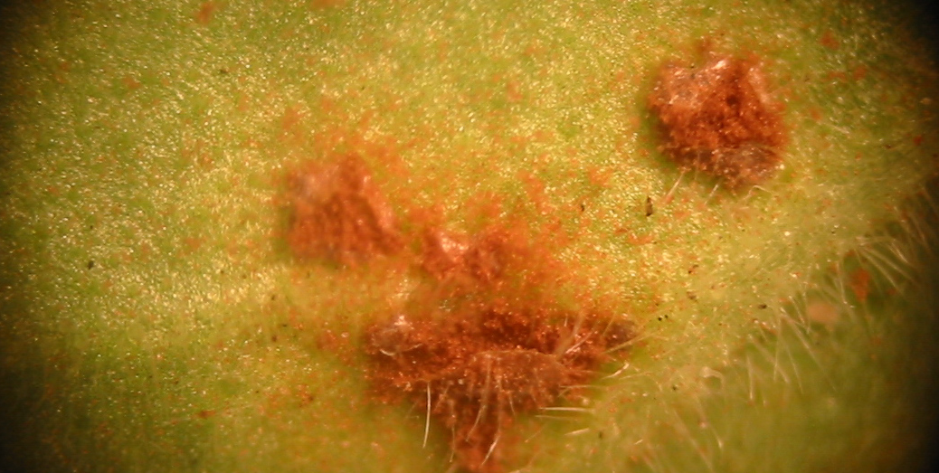 Rust fungus CC-BY copyright of Pango